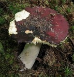 Russula mariae image