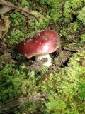 Russula mariae image