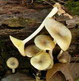 Chrysomphalina strombodes image