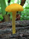 Cyptotrama chrysopepla image