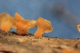 Guepiniopsis buccina image