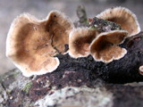 Stereum ochraceoflavum image