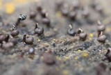 Cribraria cancellata var. cancellata image