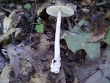 Amanita sect. Vaginatae image