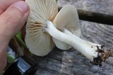 Marasmius nigrodiscus image