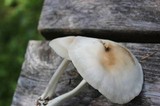 Marasmius nigrodiscus image