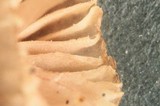 Mycena capillaripes image