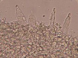 Mycena capillaripes image