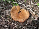 Suillus lakei image