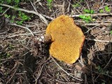 Suillus lakei image