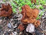 Gyromitra montana image