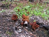 Gyromitra montana image