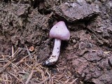 Inocybe lilacina image