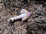 Inocybe lilacina image