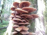 Kuehneromyces lignicola image