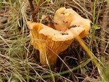 Cantharellus enelensis image