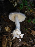 Amanita constricta image