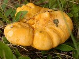 Cantharellus enelensis image