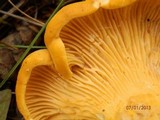 Cantharellus enelensis image