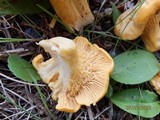 Cantharellus enelensis image