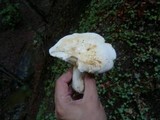 Lactarius piperatus image
