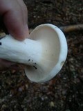 Lactarius piperatus image