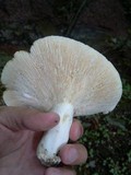 Lactarius piperatus image