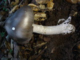 Amanita constricta image