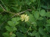 Erysiphe astragali image