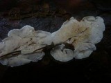 Skeletocutis carneogrisea image