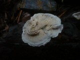Skeletocutis carneogrisea image