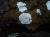 Skeletocutis carneogrisea image