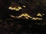 Skeletocutis carneogrisea image