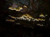 Skeletocutis carneogrisea image