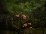 Tremella mycophaga image