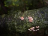 Tremella mycophaga image