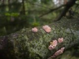 Tremella mycophaga image