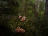 Tremella mycophaga image