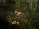 Tremella mycophaga image