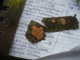 Tremella mycophaga image