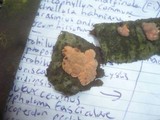 Tremella mycophaga image