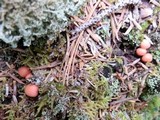 Lycogala epidendrum image