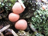 Lycogala epidendrum image