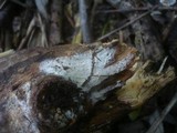 Peniophorella praetermissa image