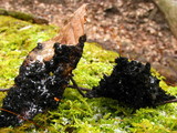 Scorias spongiosa image