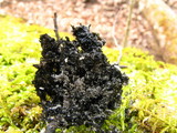 Scorias spongiosa image