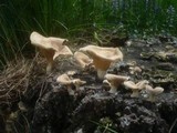 Lentinus strigosus image