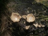 Lentinus strigosus image
