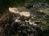Lentinus strigosus image