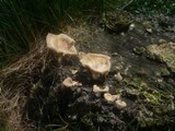 Lentinus strigosus image